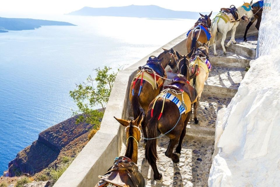 why-you-must-reconsider-before-riding-a-donkey-in-santorini-1 why-you-must-reconsider-before-riding-a-donkey-in-santorini-1