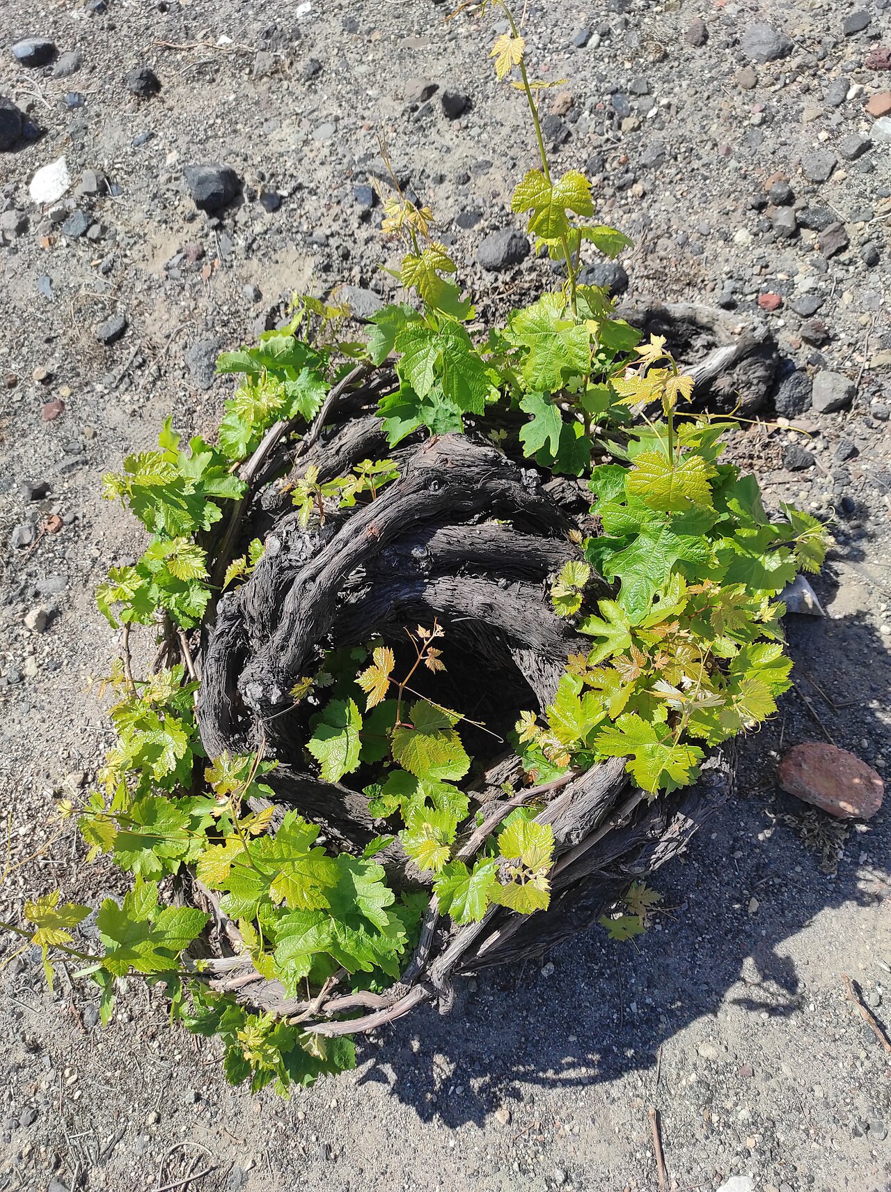 Santorini wineries: an Assyrtiko vine trained into a low kouloura basket on volcanic soil